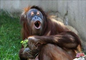 orangután riendo