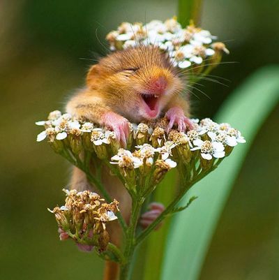 ratón riendo