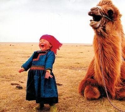 camello riendo