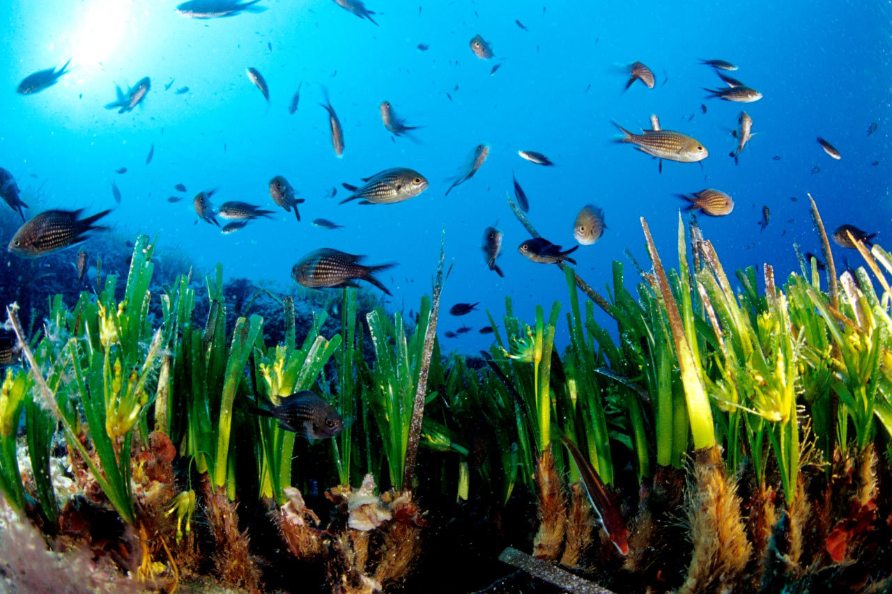 posidonia en flor